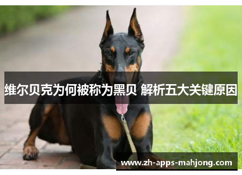 维尔贝克为何被称为黑贝 解析五大关键原因 维尔贝克为何被称为黑贝 解析五大关键原因